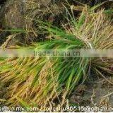 CE Approved High Effiency Rice Reaper Binder Wheat Reaper Binder Reaper Bnder Machine thumbnail-3