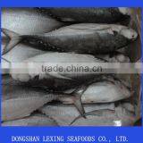 Seafood Frozen Hard Tail Scad