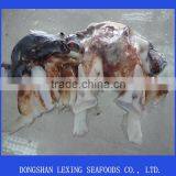 Frozen Giant Squid Neck thumbnail-2