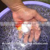 Live Tropical Gold Fish thumbnail-5