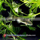 Garra Rufa / Doctor Fish for Sale and Export From Thailand thumbnail-1