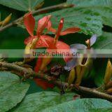 Helicteres Isora thumbnail-2