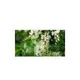 Quercetin 98% Quercetin (UV) thumbnail-1