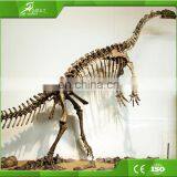 Attractive Display Equipment Dinosaur Skeleton of China Factory thumbnail-5