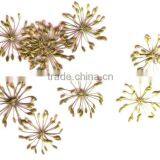 Dill Seed Oil (Fresh & Pure) thumbnail-1