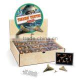 Authentic Shark Teeth Fossil in a Box, 36pcs per Display