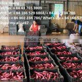 Export Fresh Sweet Potato Bulk thumbnail-2