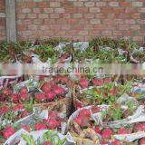 Vietnam Dragon Fruit With High Quality and Competitive Price