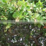 Good Bukina Faso Raw Cashew Nuts thumbnail-4