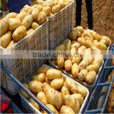 Potato Export thumbnail-1