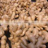 Wholesale Weifang Fresh Ginger All Size Available thumbnail-3