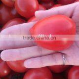 Hot Sun Dried Tomatoes Supplier Prices thumbnail-6