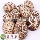 White Flower Shiitake