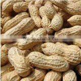 New crop high quality peanuts inshell