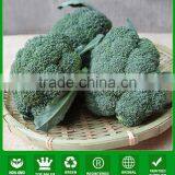 NBR02 Chaduo Hybrid Broccoli Seeds Different Types of Seeds thumbnail-1