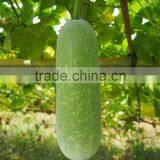 Newly Hybrid Zucchini Gourd