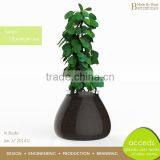 Glass Hydroponic Container for Home or Garden Decoration thumbnail-4