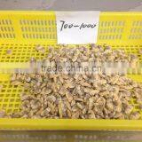 Tip-top Quality Frozen Short Necked Clam Meat thumbnail-6