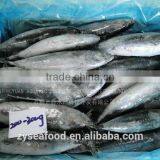 Land Frozen HACCP Cargo Bonito Tuna Manufacturer thumbnail-1