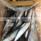 Scomber Japonicus Mackerel Fish thumbnail-1