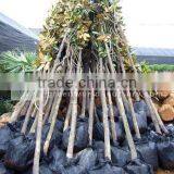 Magnolia Grandiflora Flowering Plants thumbnail-1