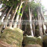 Ficus Nitida Landscaping Trees for Outdoor thumbnail-4