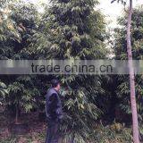 Ficus Irregularis thumbnail-4