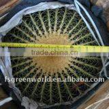 Echinocactus Grusonii D50cm for Sale thumbnail-1