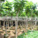 Spathodea Campanulata Trees thumbnail-1