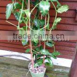 Thick Walled Cheap Tonkin Bamboo Poles Wholesale for Plants thumbnail-4