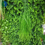 Newest Artificial Grass Green Wall for Decoration
