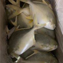 Golden Pompano 300-400g