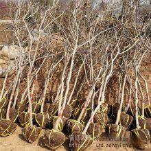 This Year, the Price of a Wisteria Sapling With a Ground Diameter of 1 Cm, a Climbing Plant in Jiangsu Area, From a Ground Cover Plant Base thumbnail-1