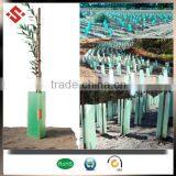 Corflute Plastic PP Corrugated Sheet for Tree Guard thumbnail-6