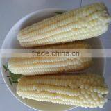 IQF Corn Cut With Best Quality