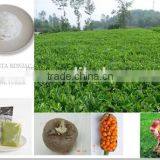 Konjac Gum Base Huge Konjac Plantng Area Owned Natural Addtive thumbnail-1