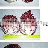 Fresh Radicchio thumbnail-1