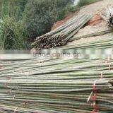 Bamboo Poles thumbnail-4