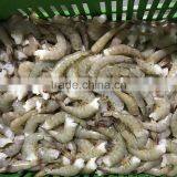 Frozen Vannamei White Shrimp Hlso BQF Seafood thumbnail-1