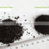 Seaweed Extract Foliar Fertilizer thumbnail-1