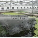 Agriculture Used Commercial Aquaculture Greenhouse thumbnail-2