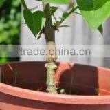 Grafting Tool Grafting Knife Garden Tool thumbnail-4