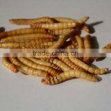 Freeze Dried Mealworms thumbnail-2