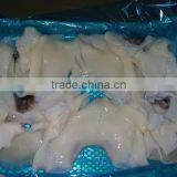 Frozen Giant Squid Raw Necks thumbnail-2