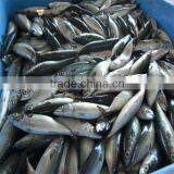 Mackerel Fish/seafood Live thumbnail-1