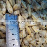 Wholesale All Kinds of the Scallop and Fresh Clam Meat in Season thumbnail-3