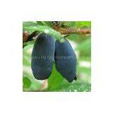 Blue Honeysuckle Fruit Powder thumbnail-1