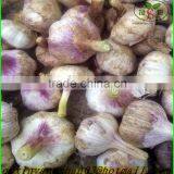 2014 Fresh Fruit Fuji Apple Wholesale for Dubai (In the Preferential...) thumbnail-4