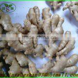 Fresh Ginger for China/shandong Fresh Ginger, Air Dry Ginger thumbnail-3