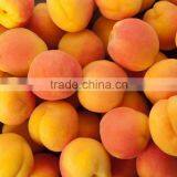 Apricots thumbnail-4